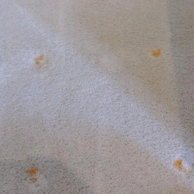 Light-colored carpet with four small orange stains scattered across its surface. A portion of a rug is visible in the upper left corner.
