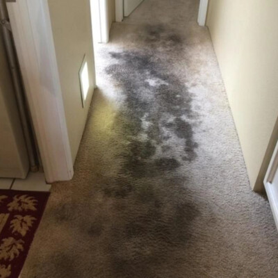 A hallway with light-colored carpet shows extensive dark staining. The walls are off-white, and a patterned rug is partially visible in the adjoining room.